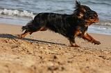 KING CHARLES SPANIEL 040